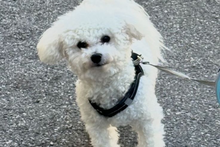 Vermisstmeldung Hund  Männliche , 1 jahre Nice Frankreich