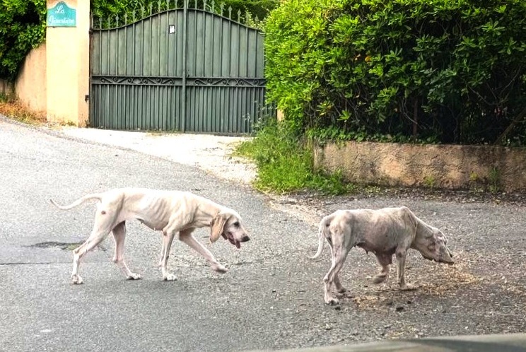 Alerte Découverte Chien Femelle Grasse France Alerte Découverte Chien Femelle Grasse France