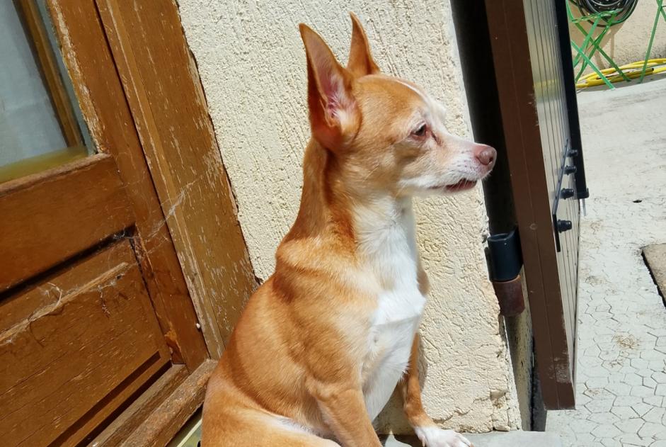 Avviso scomparsa Cane  Maschio , 11 anni Le Cannet Francia