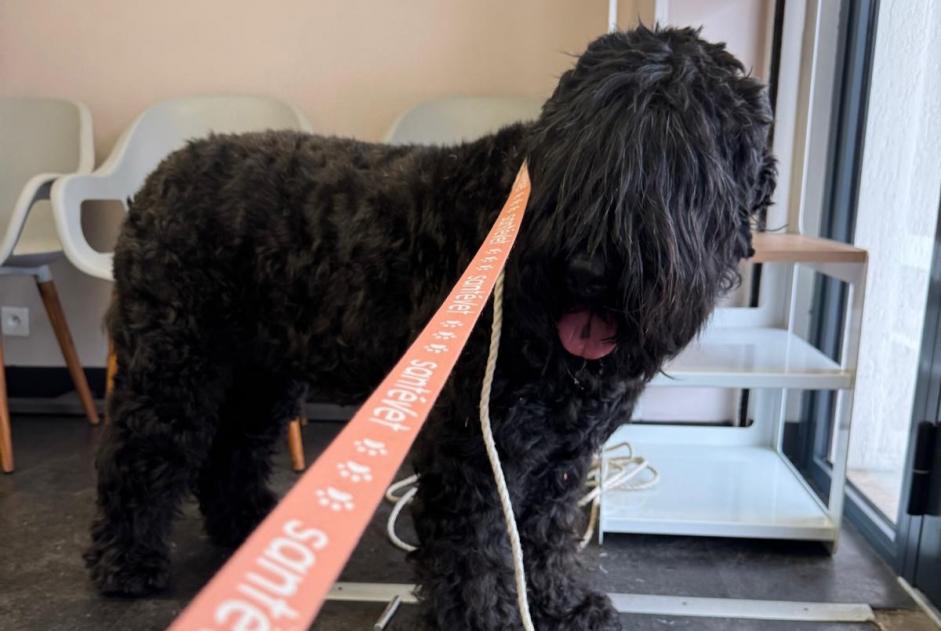 Ontdekkingsalarm Hond Mannetje Mouans-Sartoux Frankrijk Ontdekkingsalarm Hond Mannetje Mouans-Sartoux Frankrijk