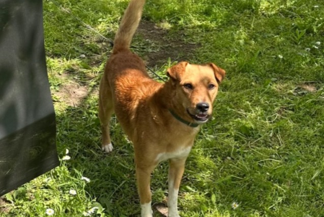 Verdwijningsalarm Hond Mannetje , 2 jaar Cannes Frankrijk Verdwijningsalarm Hond Mannetje , 2 jaar Cannes Frankrijk